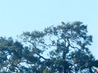 aquila